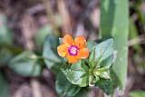 Scarlet Pimpernel May 2021